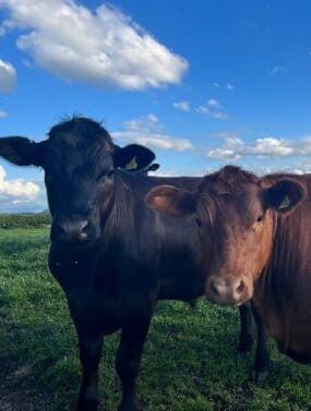 Border Cattle