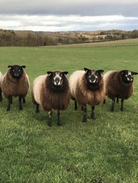 Borders Sheep