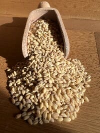 Scottish-Pearl-Barley (1)