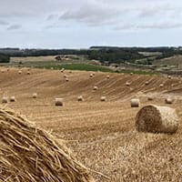 Hay Straw